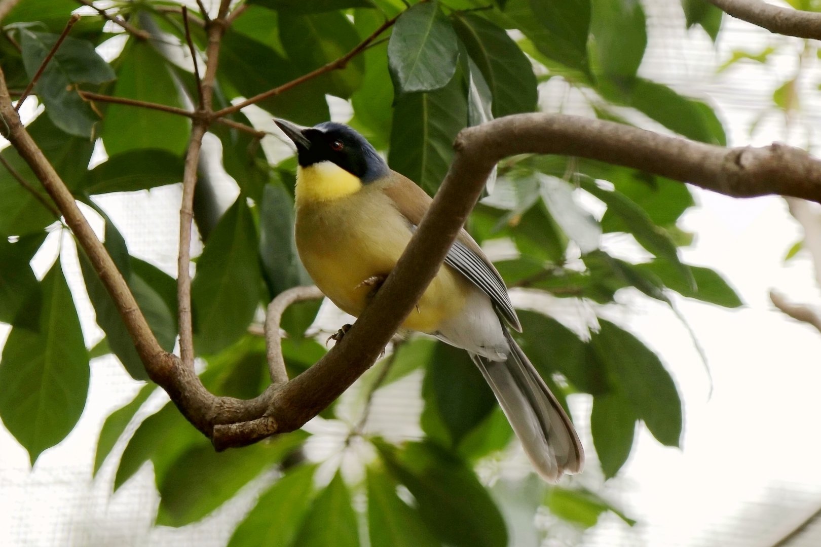 Blue-crowned Laughingthrush