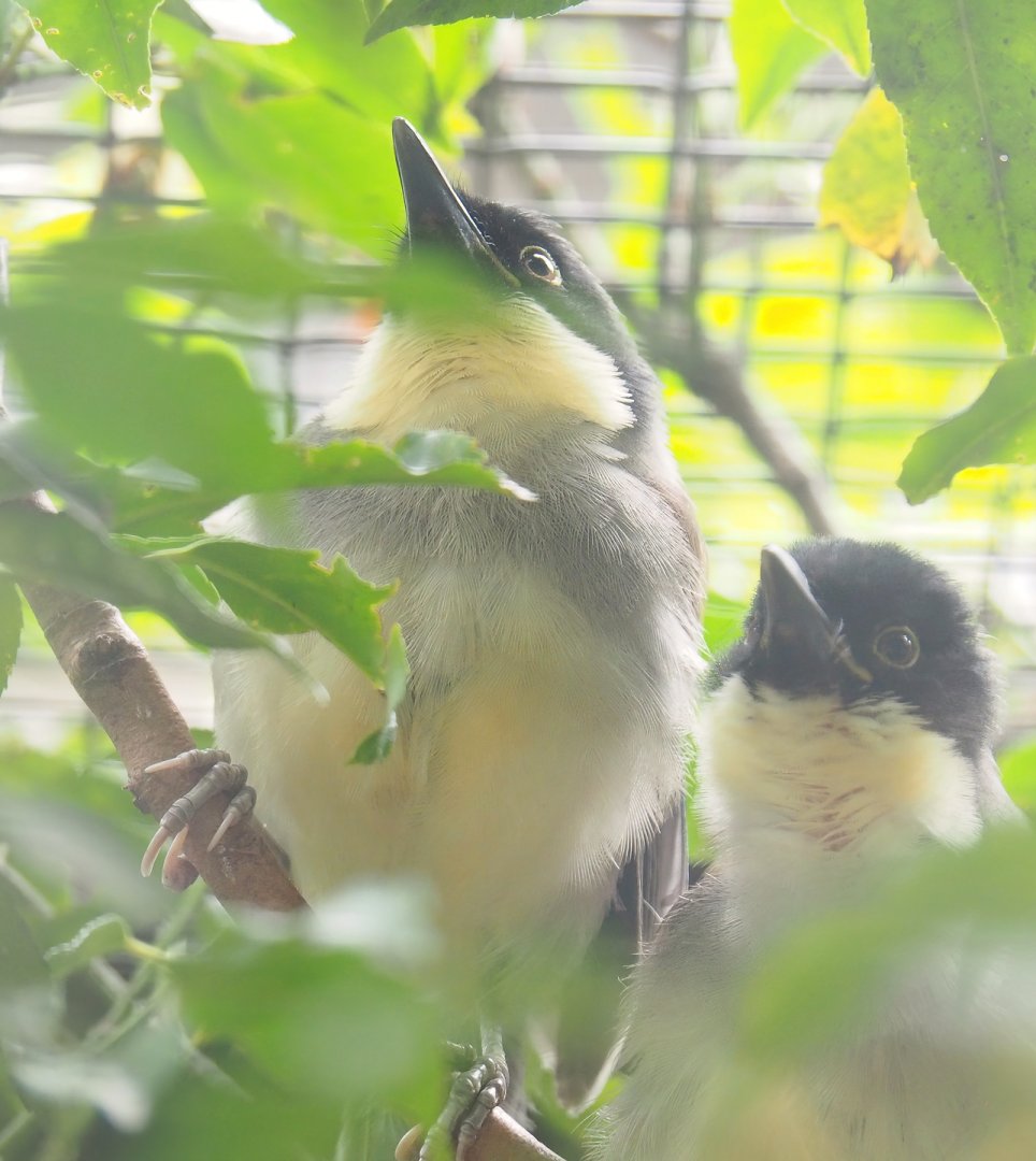 Blue-crowned laughingthrushes (Pterorhinus courtoisi), 2023-07-02