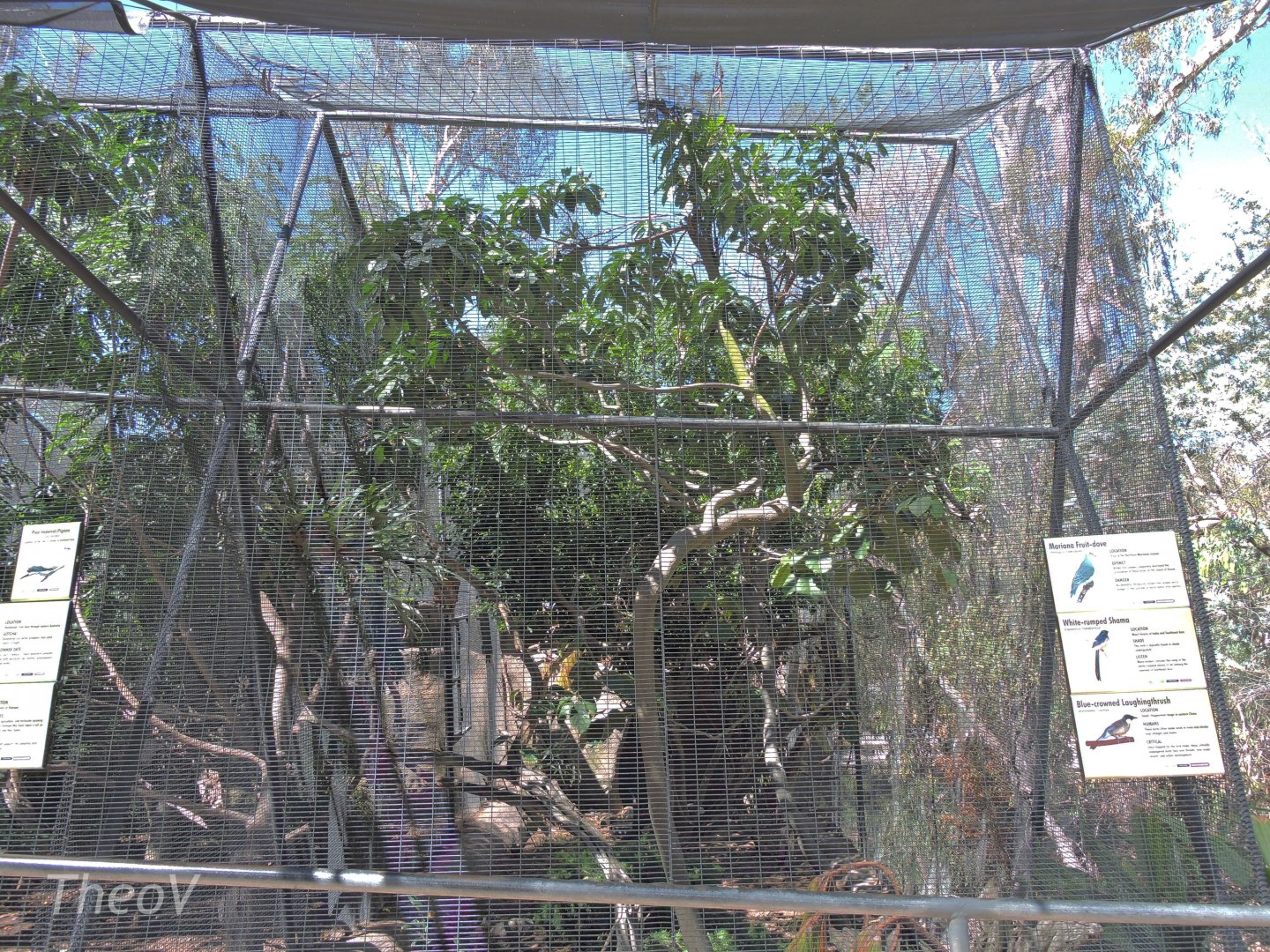 Blue-crowned laughingtrush aviary [2015]