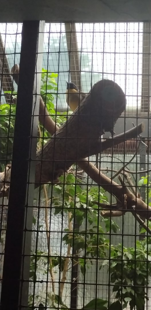 Blue-crowned Laughingtrush