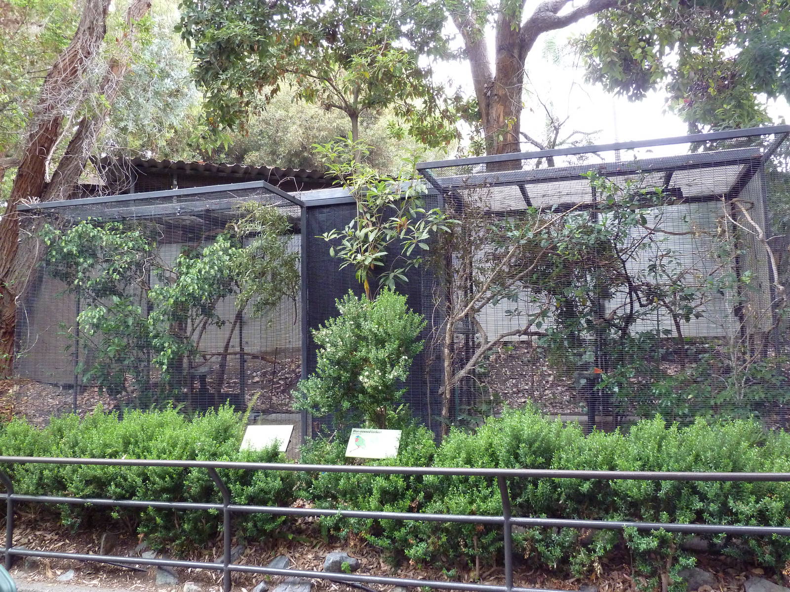 Blue-Crowned Lorikeet + Double-Eyed Fig Parrot Exhibits