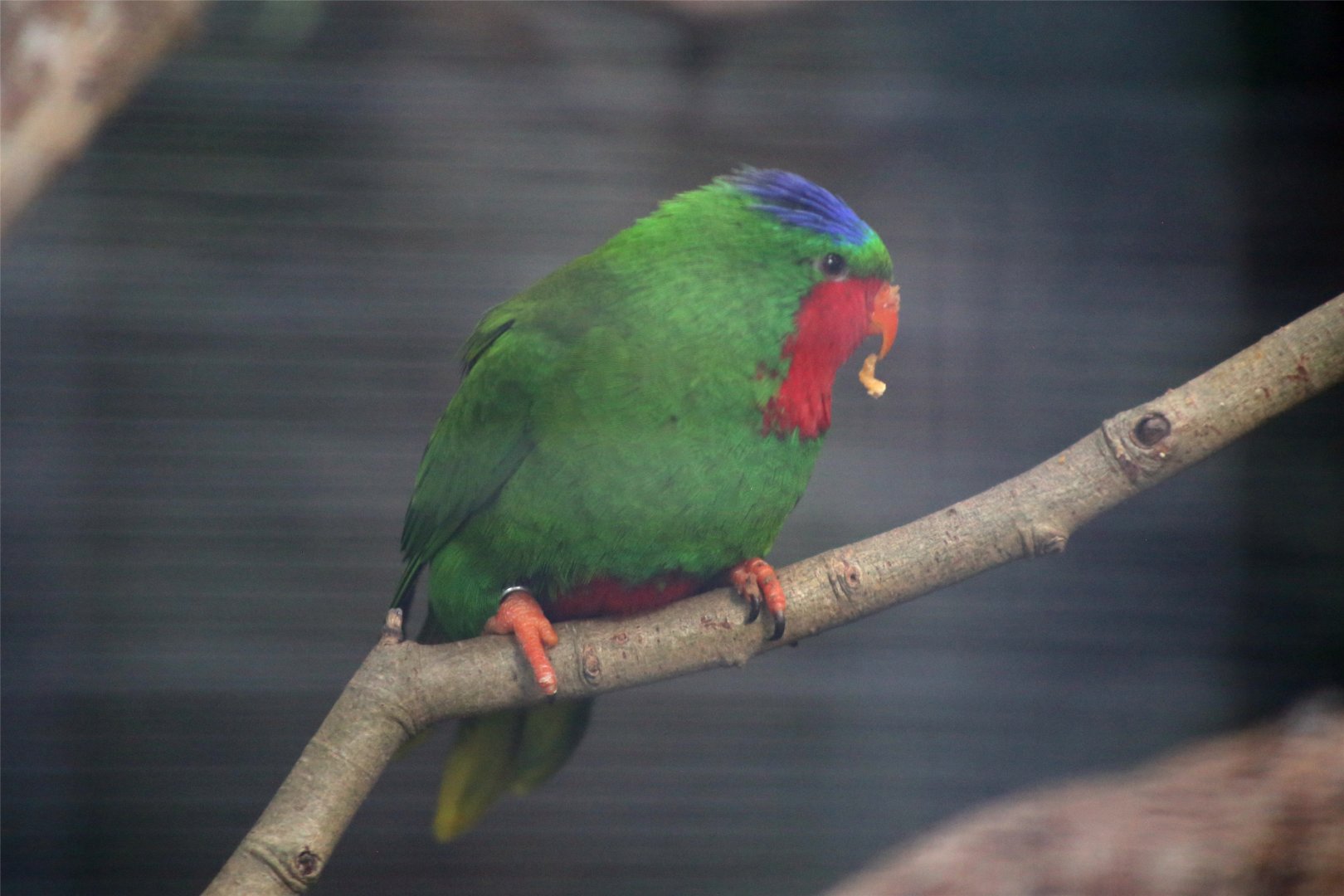 Blue-crowned lorikeet (Vini australis)