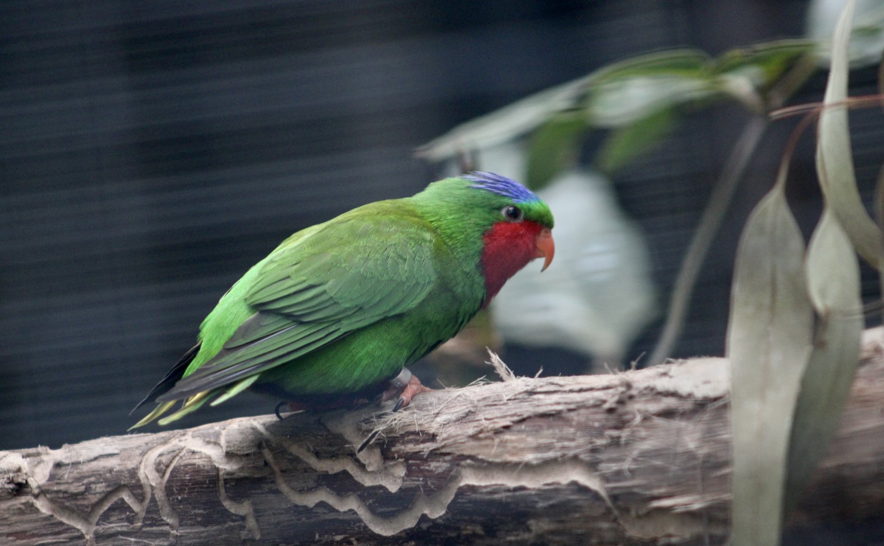 Blue-Crowned Lorikeet (Vini australis)