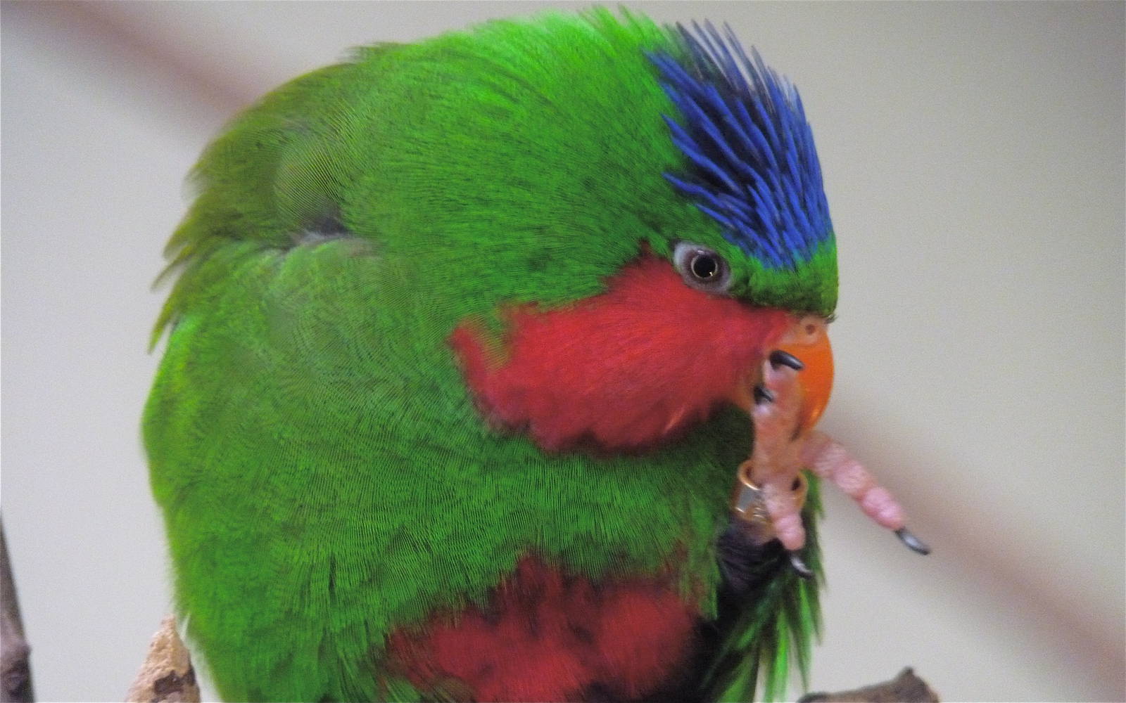 Blue-Crowned Lorikeet