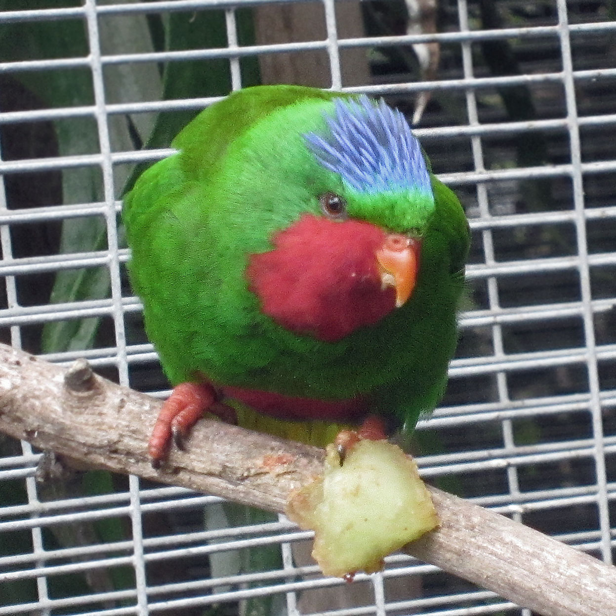Blue-crowned lorikeet