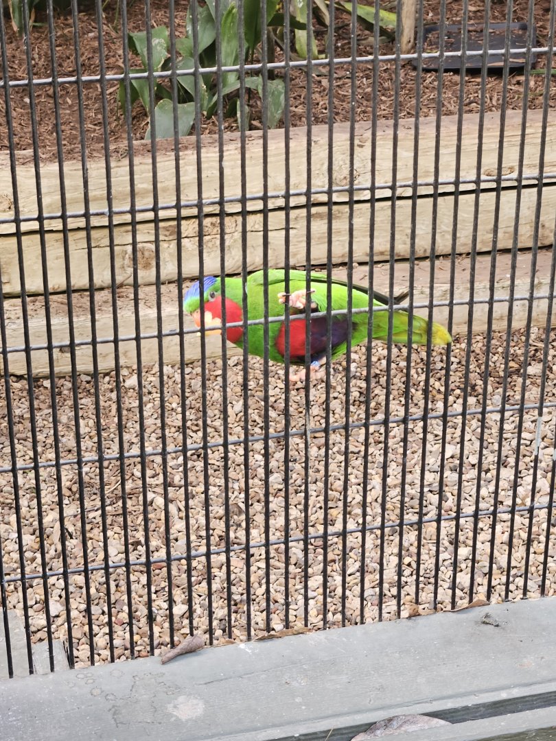 Blue-Crowned Lorikeet
