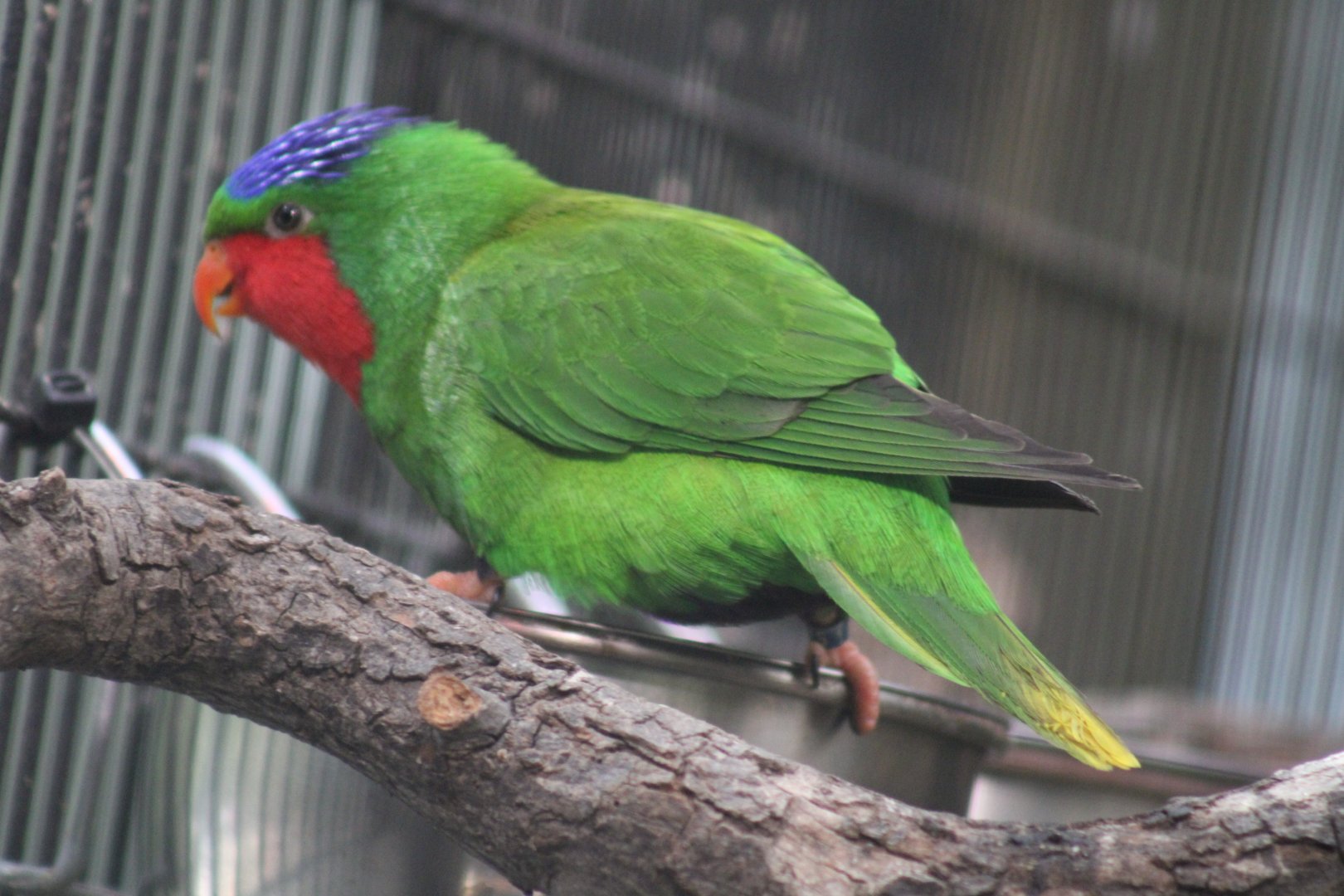 Blue-crowned Lorikeet