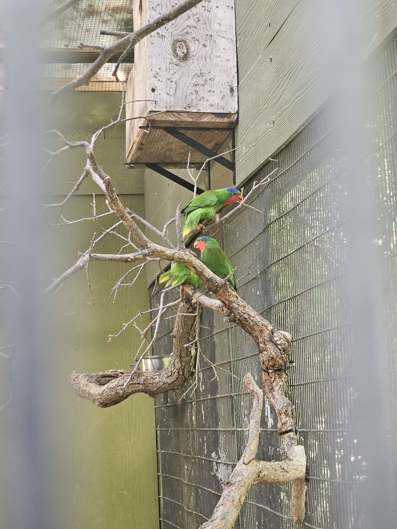 Blue-Crowned Lorikeets