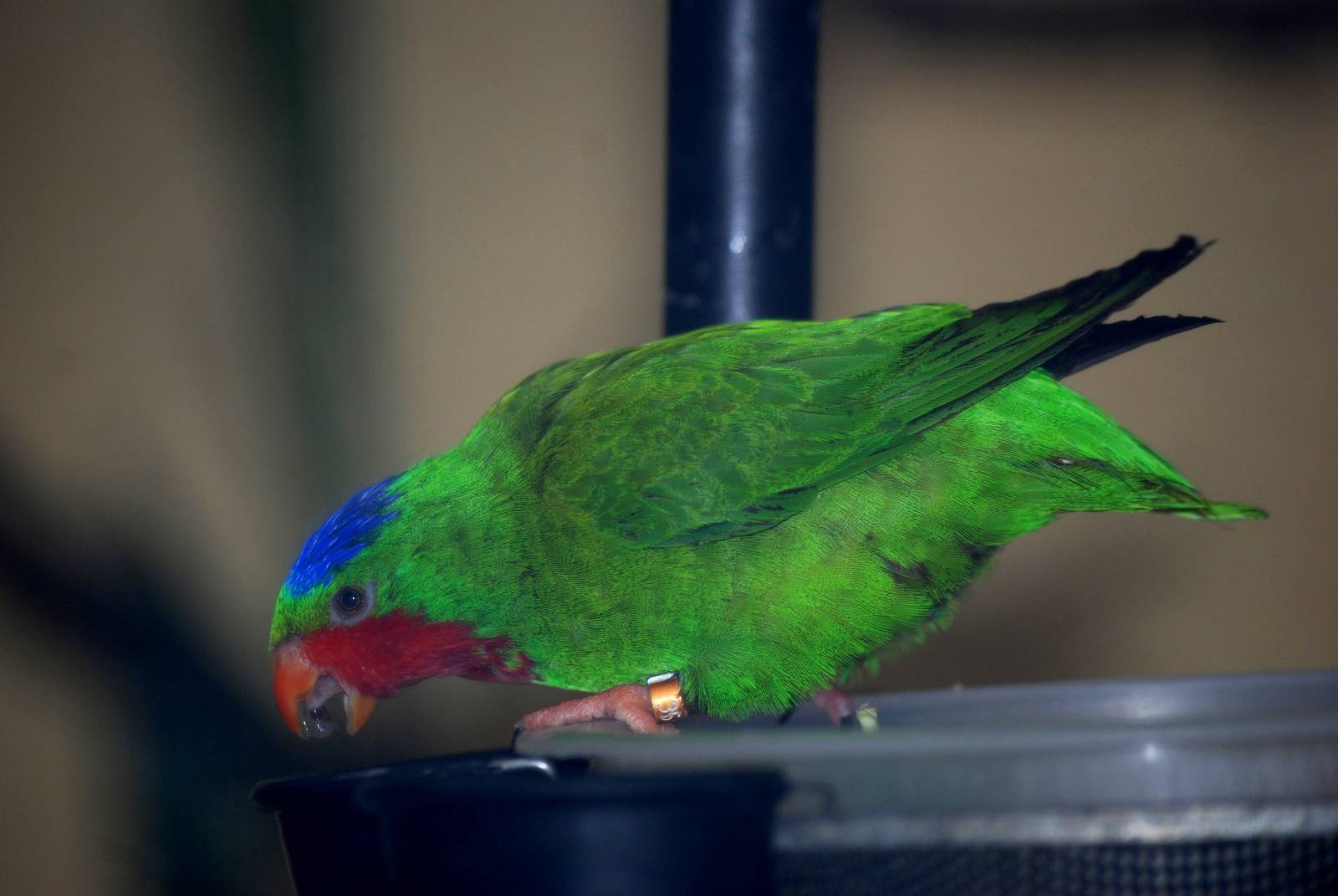 Blue-crowned Lory at London, 16/11/11
