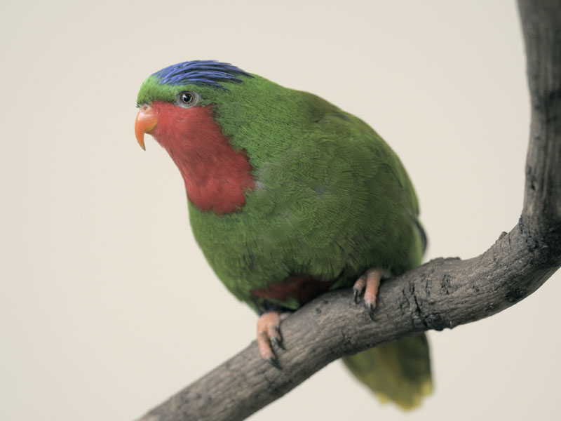 Blue-crowned lory