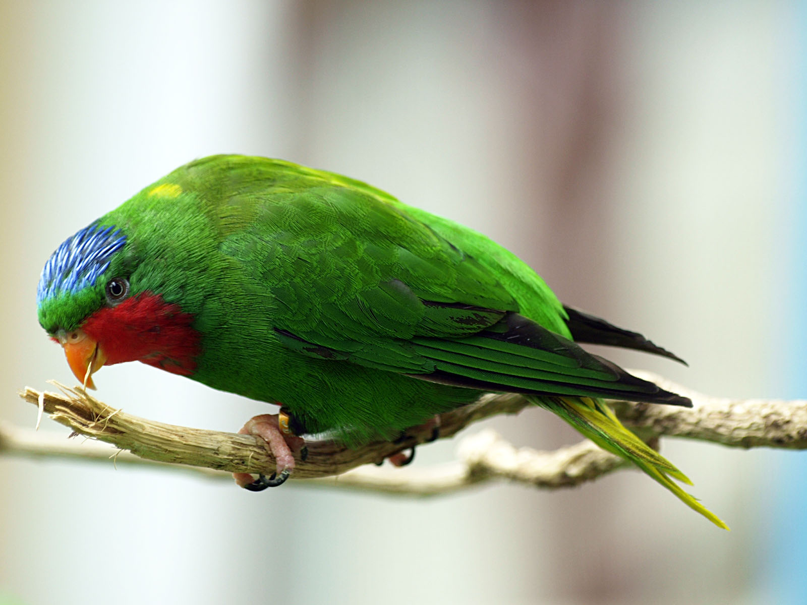 Blue-crowned lory