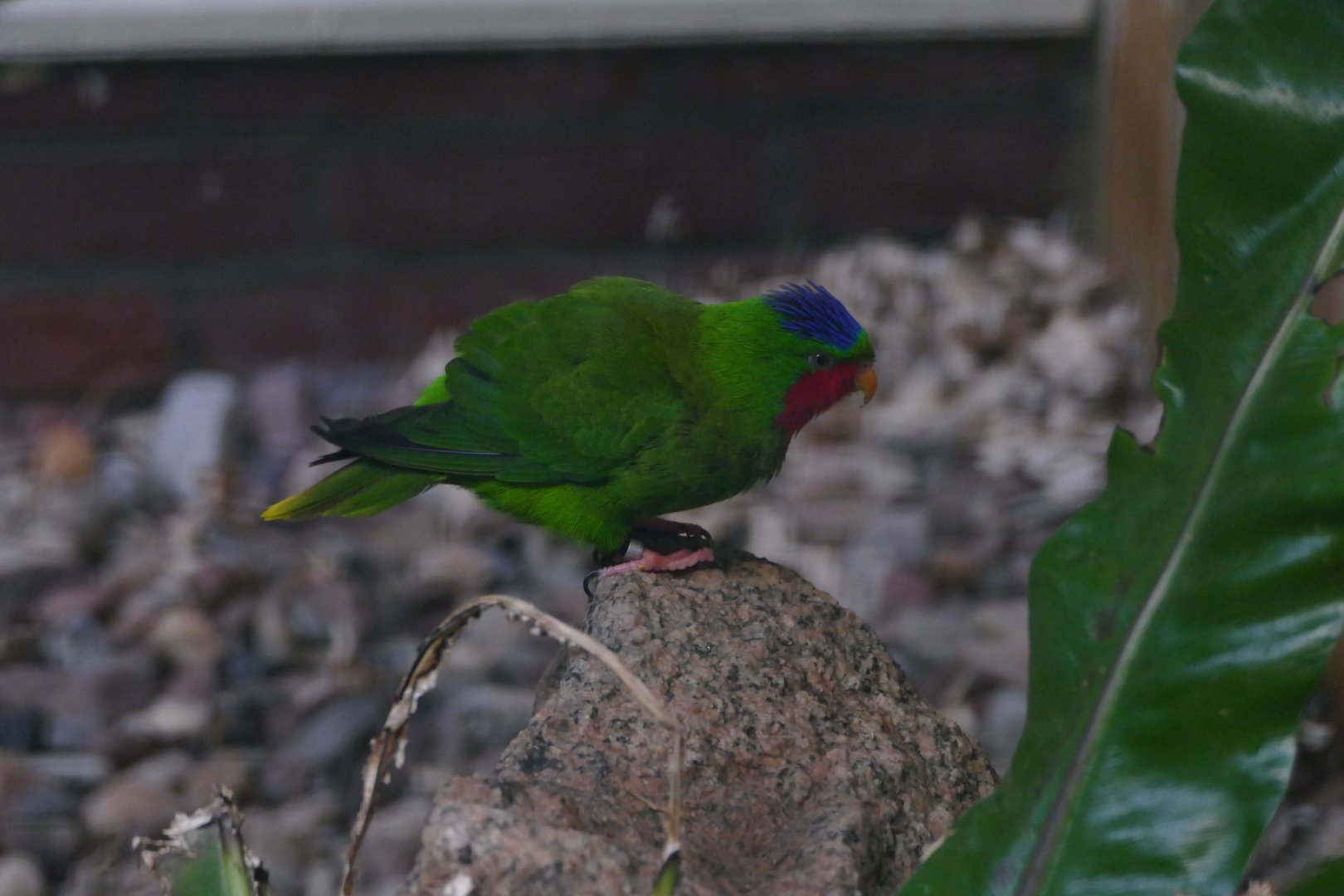 Blue-crowned lory