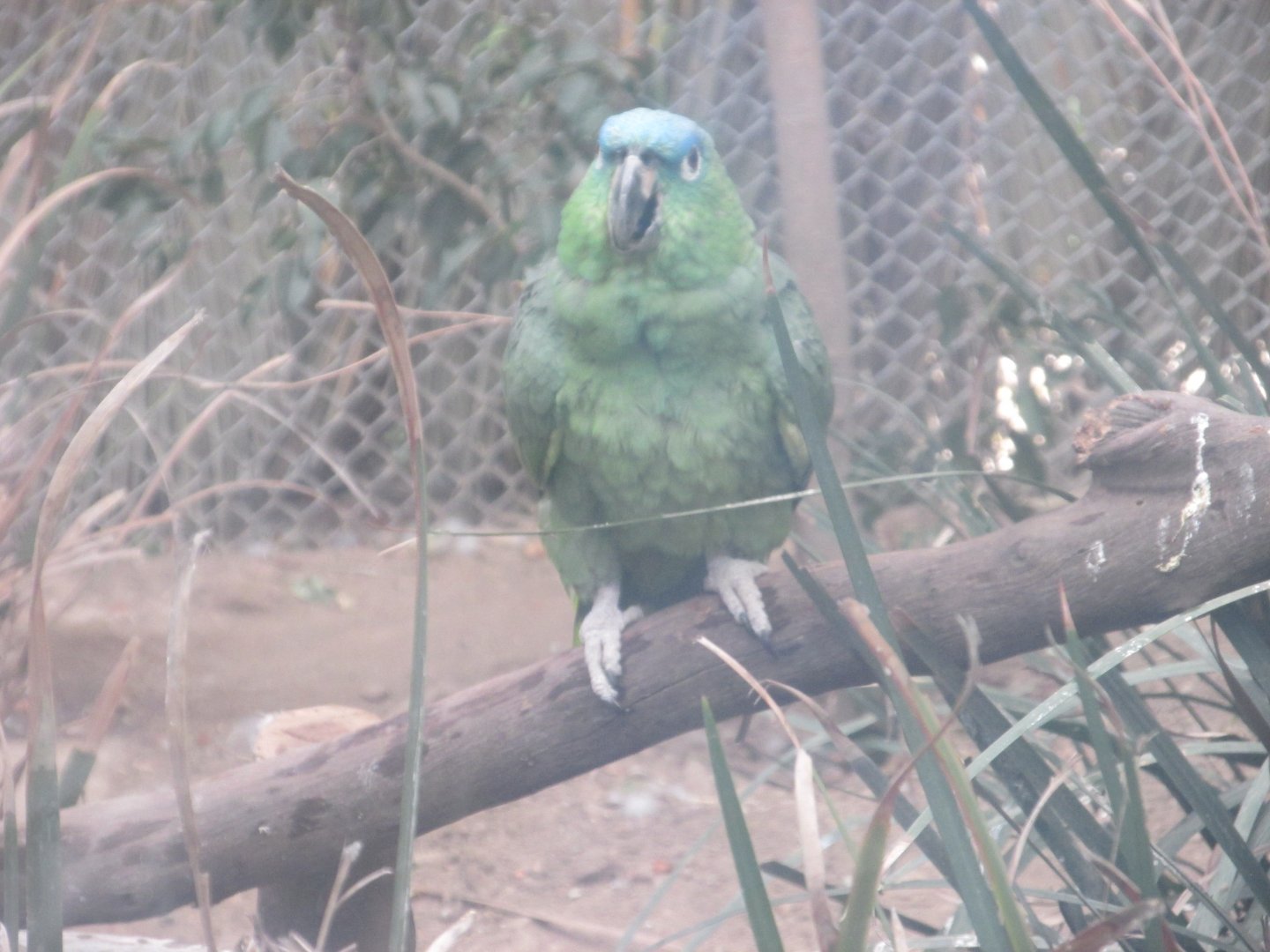 blue crowned mealy amazon parrot
