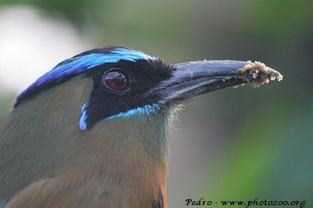 Blue-crowned momot (Momotus momota)