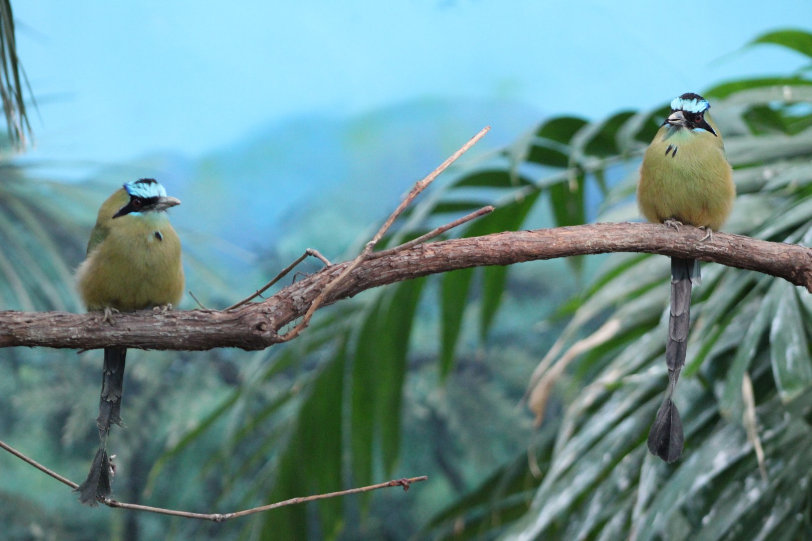 Blue-crowned Mot-mot pair