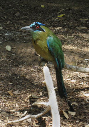 blue crowned mot mot