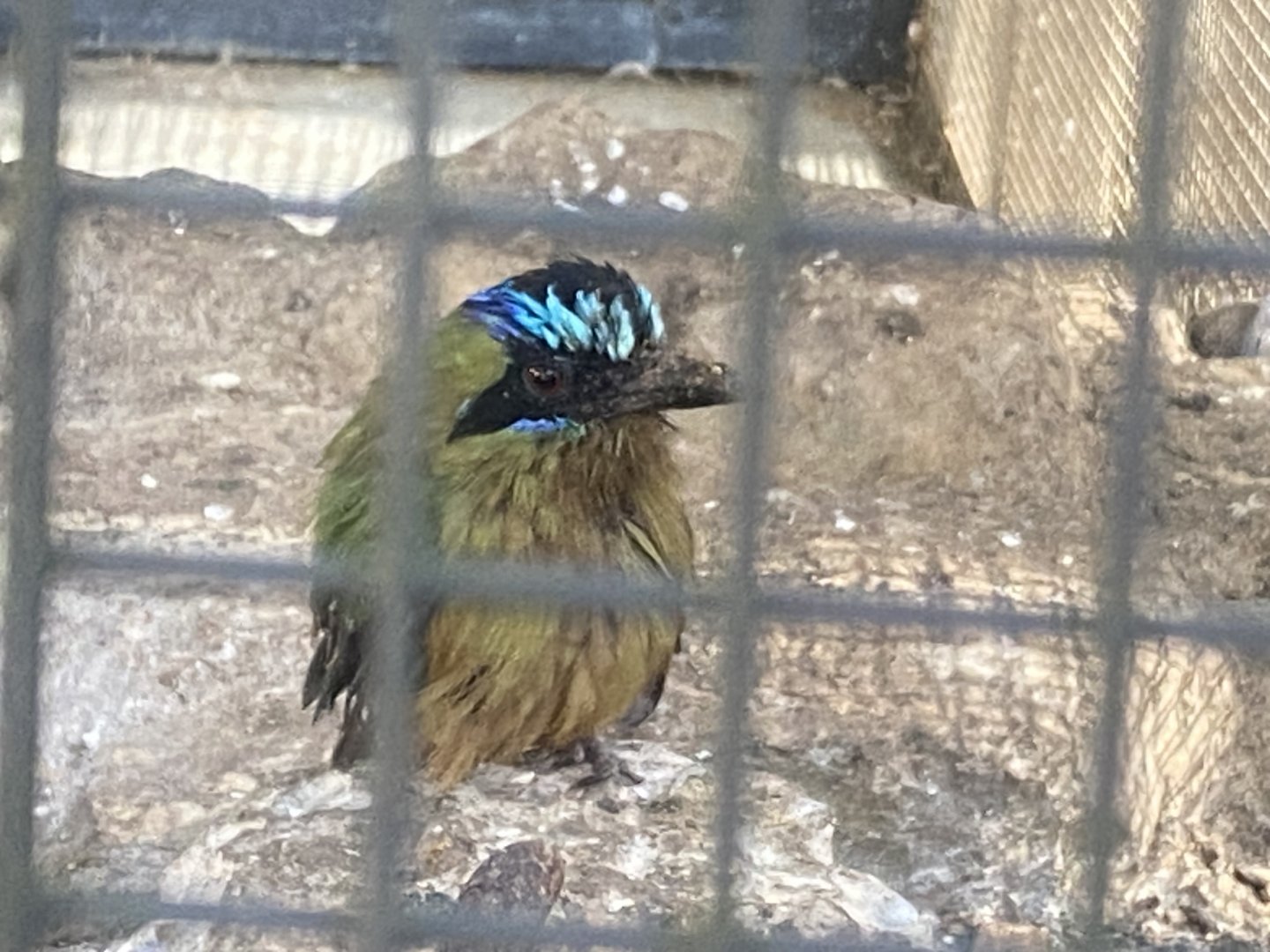Blue-crowned motmot 110924