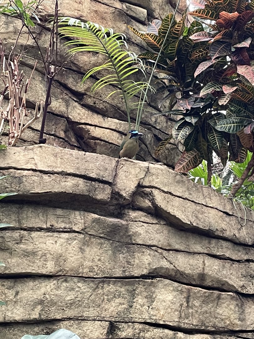 Blue-Crowned Motmot (12/30/23)