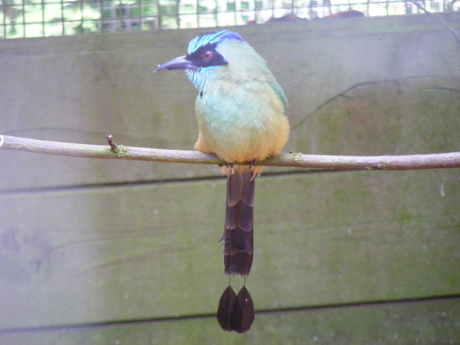Blue-crowned motmot at Birdworld, 20 June 2010