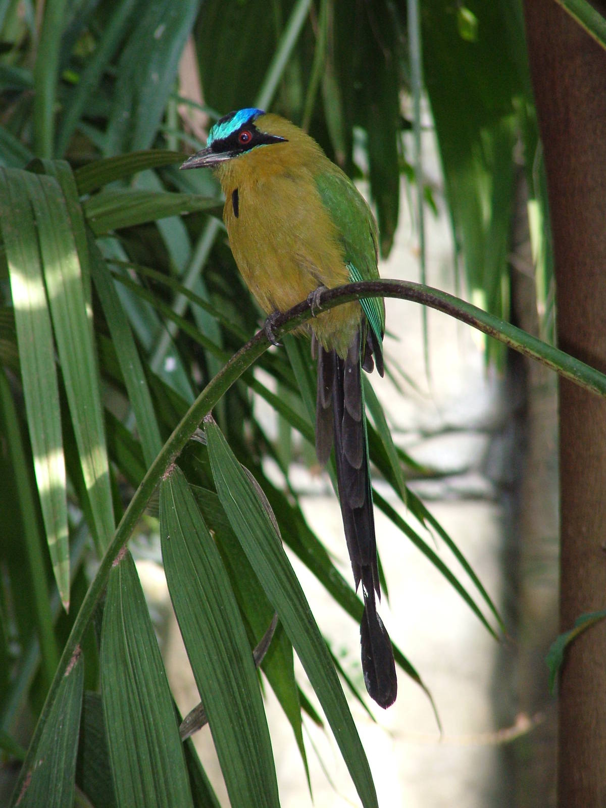 Blue-crowned Motmot at Zlin, 28/05/10