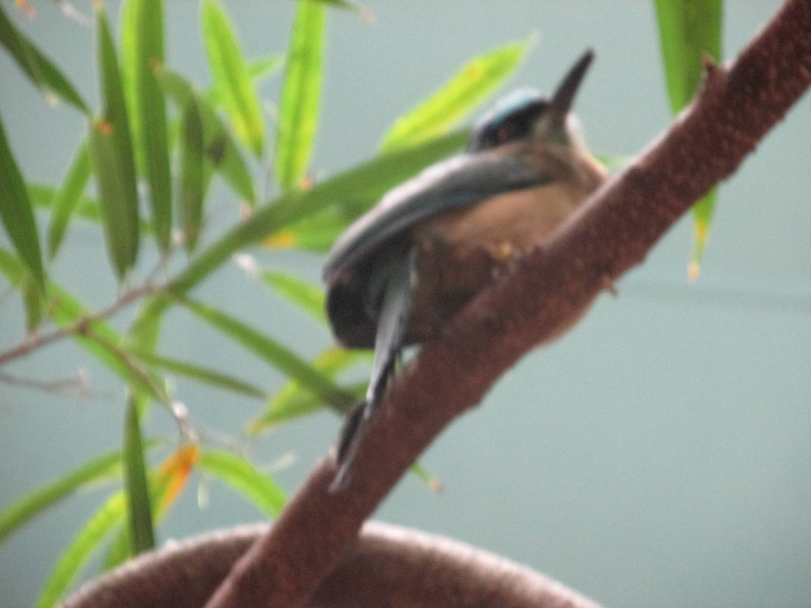 blue crowned motmot brookfield zoo