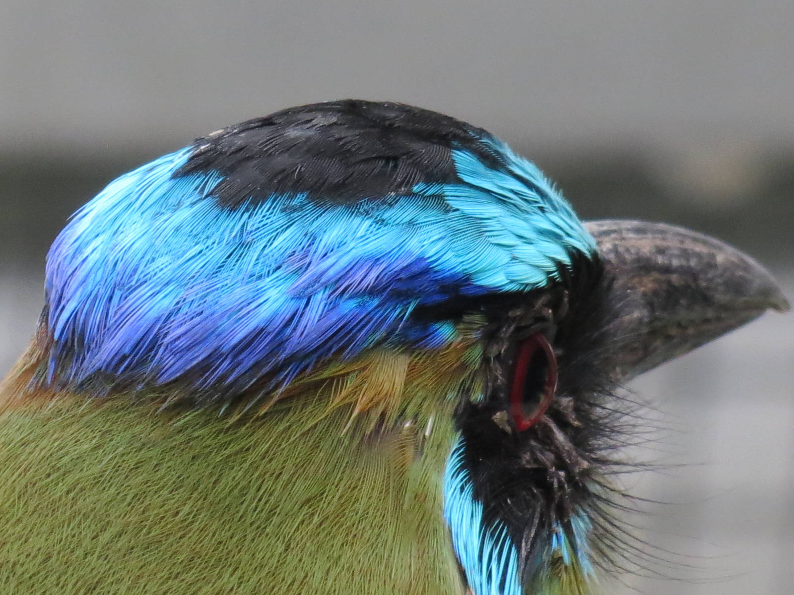 Blue-crowned Motmot crown
