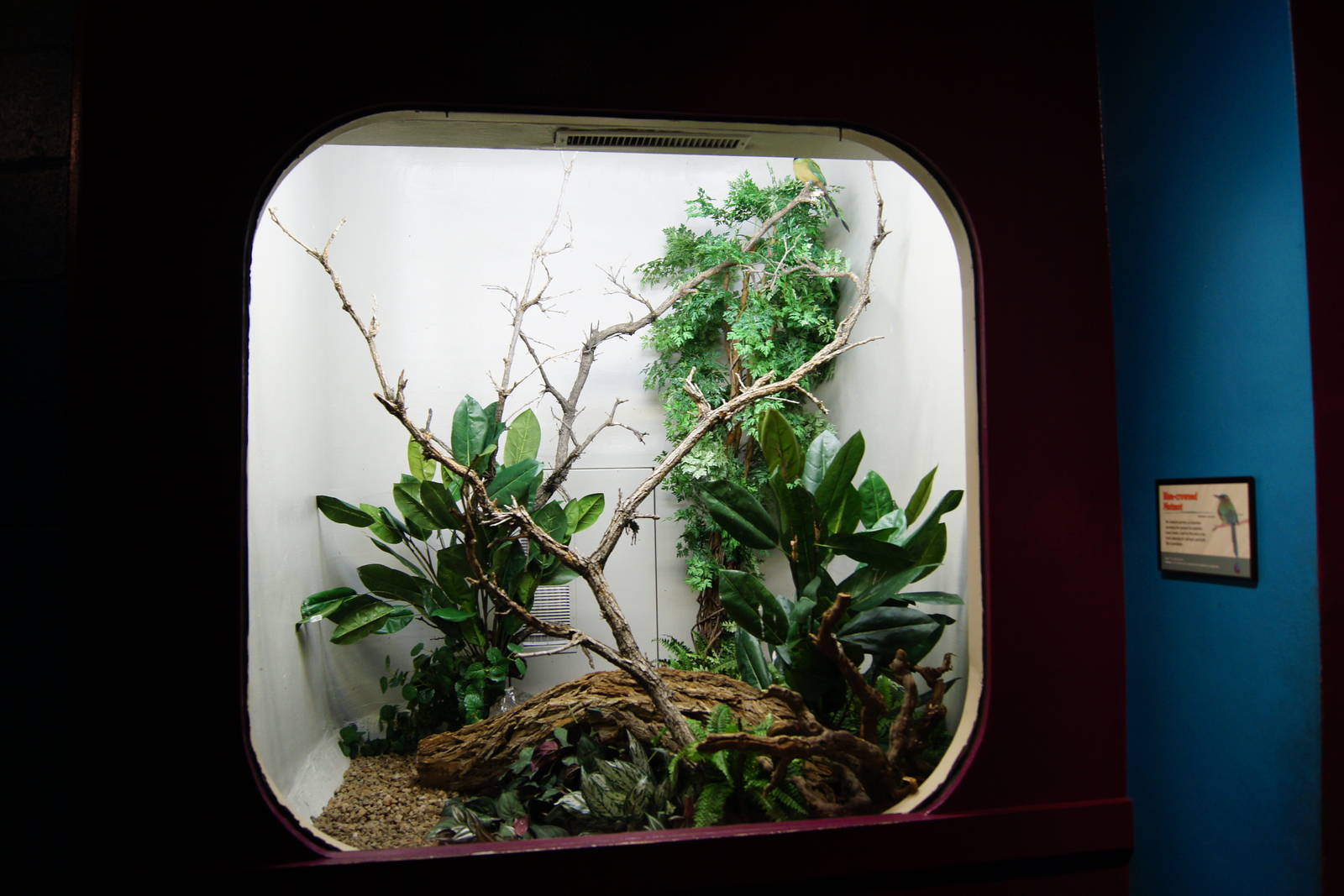 Blue Crowned Motmot Exhibit