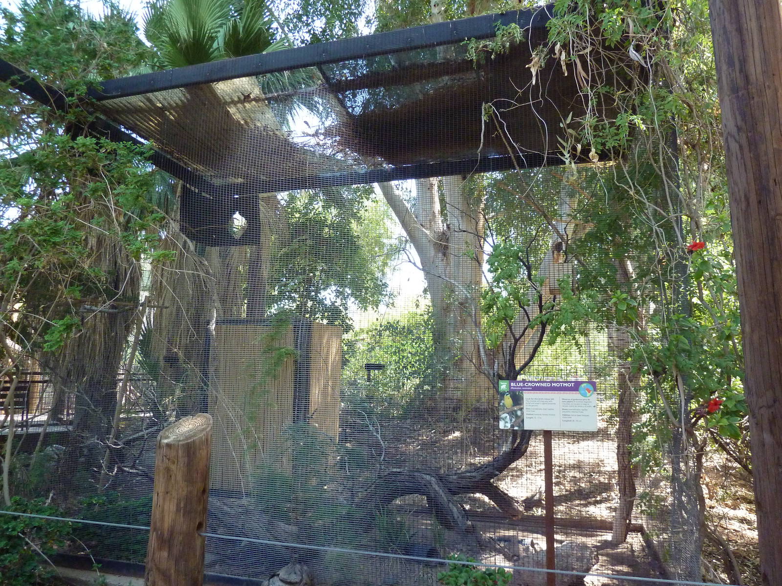 Blue-Crowned Motmot Exhibit