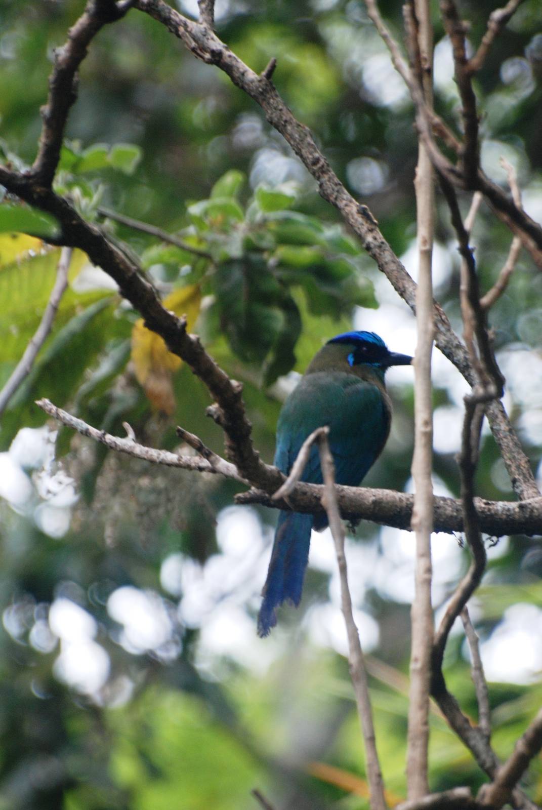 Blue-crowned Motmot in San Jose, 12/04/14
