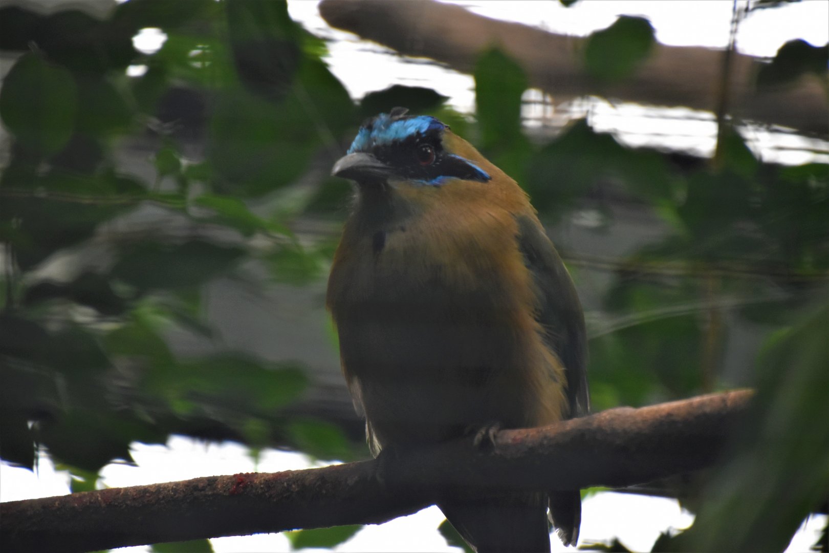 Blue-crowned motmot in the Rainforest Hall
