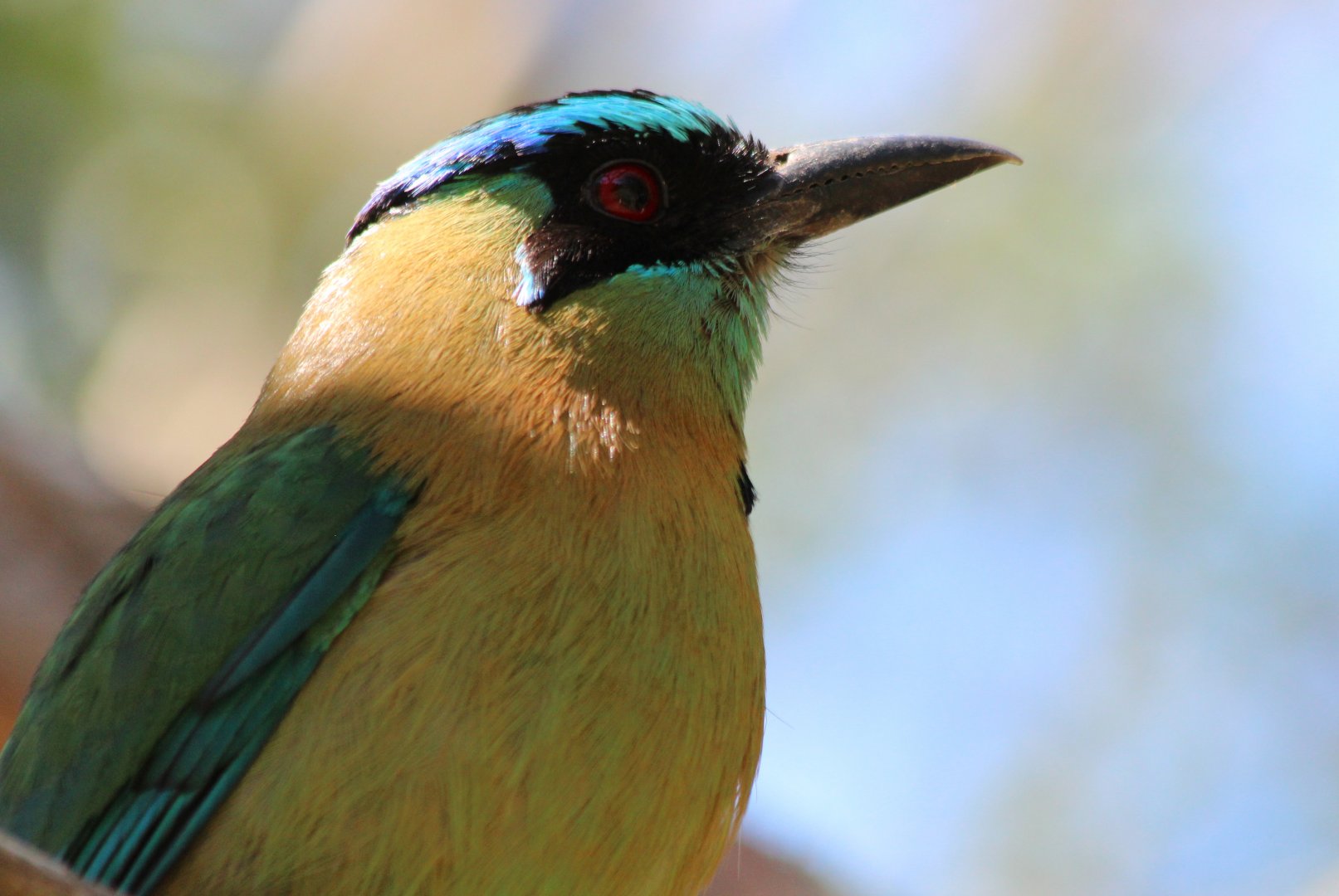 Blue-crowned Motmot - Mar 2019