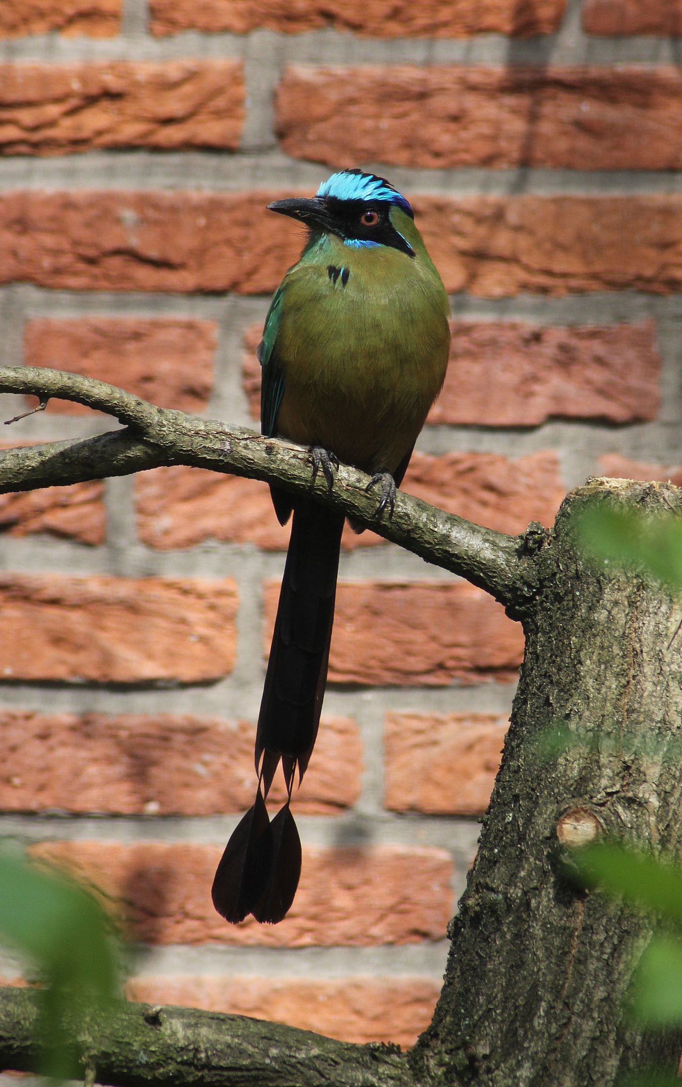 Blue-crowned motmot (Momotus coeruliceps)