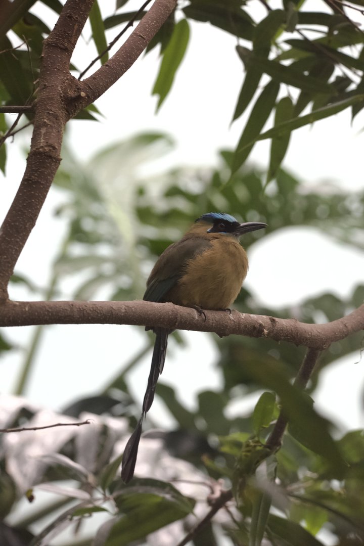 Blue-Crowned Motmot/ Momotus coeruliceps