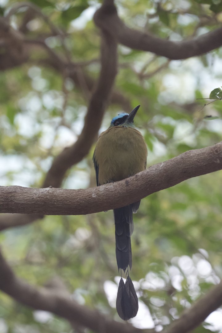 Blue-Crowned Motmot/ Momotus coeruliceps