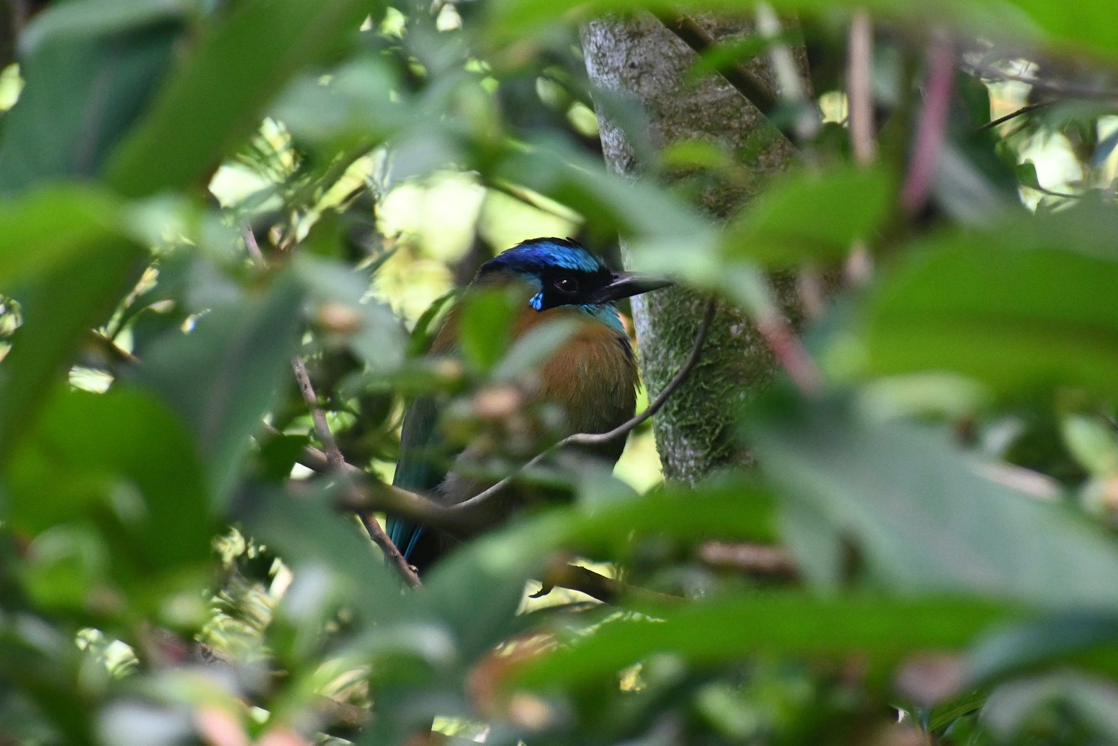 Blue-crowned motmot (Momotus coeruliceps)