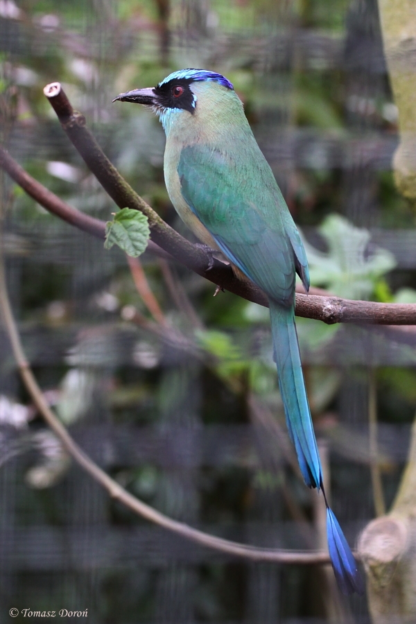 Blue-crowned motmot (Momotus momota) June 2010