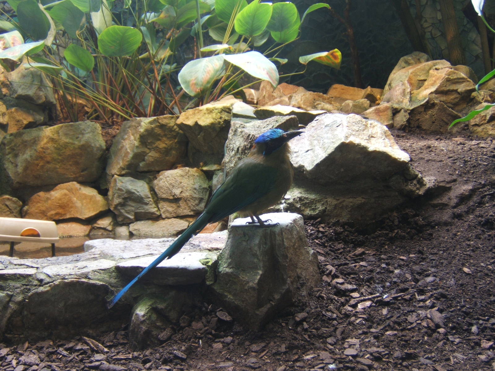 Blue-crowned Motmot (Momotus momota)