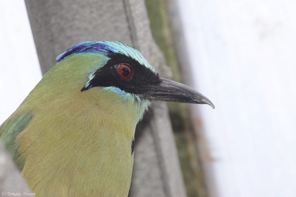 Blue-crowned motmot (Momotus momota)