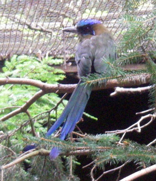 Blue-crowned Motmot (Momotus momota)