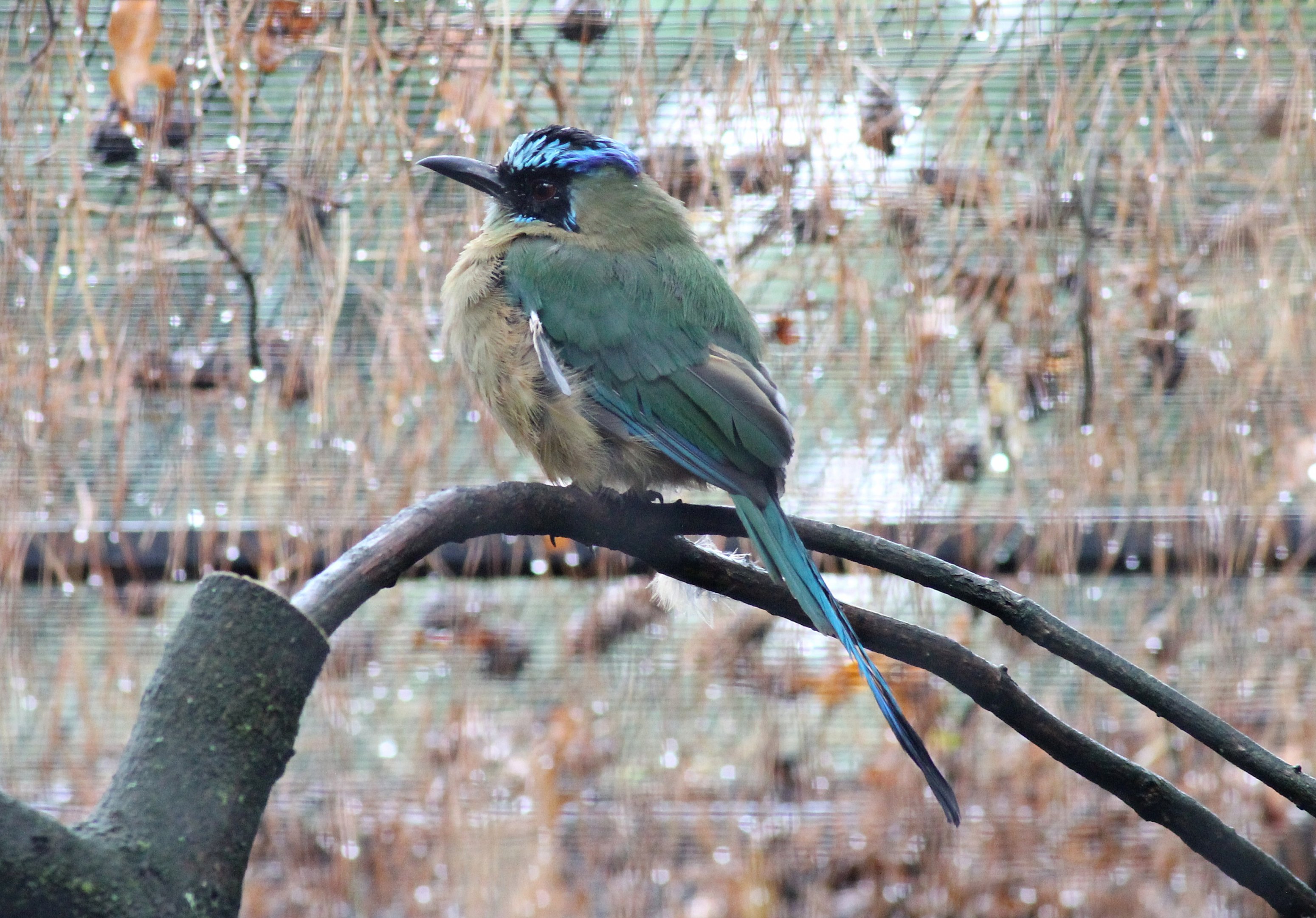 Blue-crowned motmot (Momotus momota)