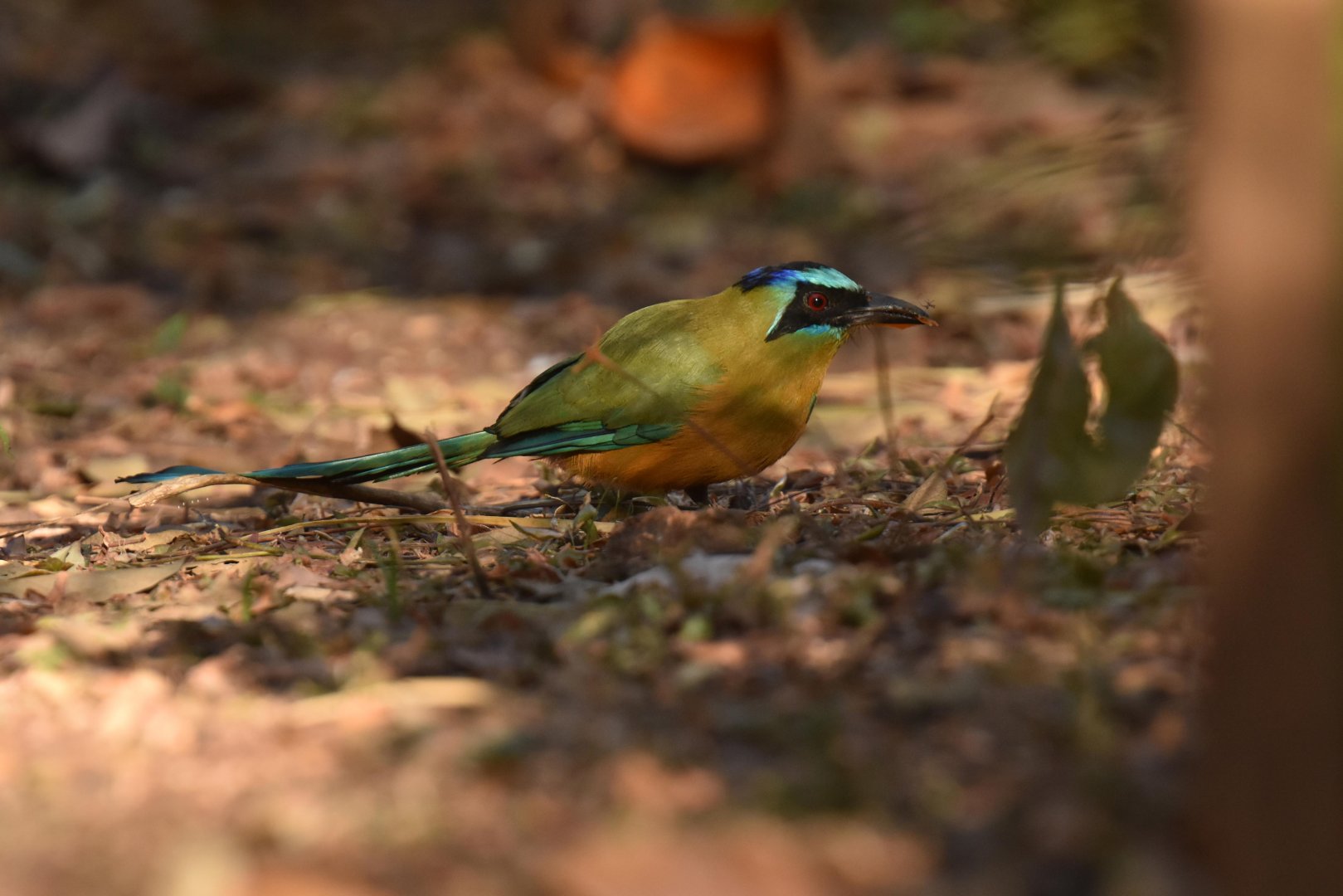 Blue-crowned Motmot (Momotus momota)
