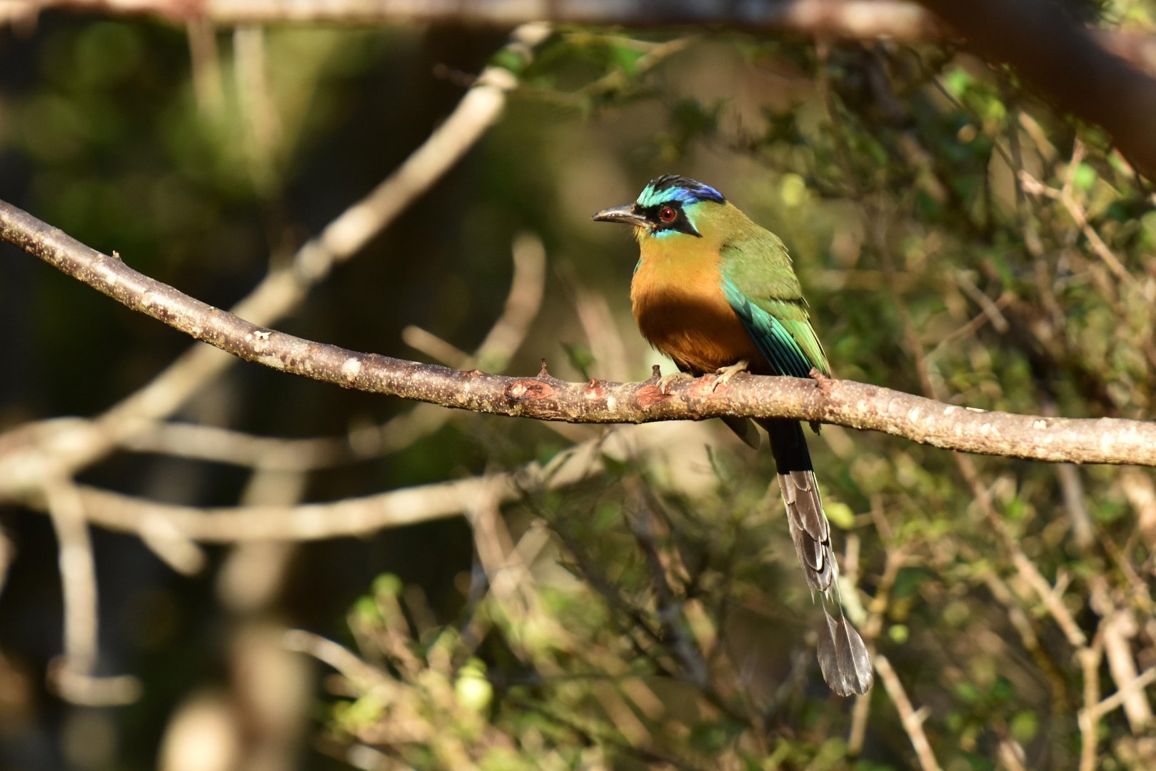 Blue-crowned Motmot (Momotus momota)