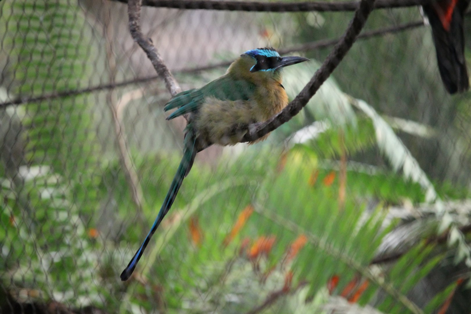 Blue-crowned motmot (Momotus Momota)