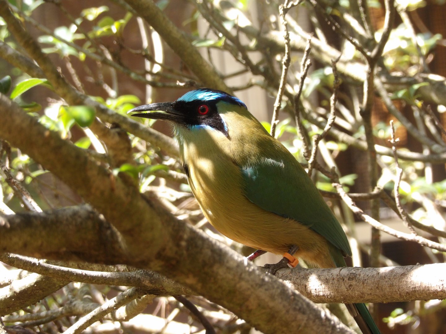 Blue-Crowned Motmot(Momotus momota)