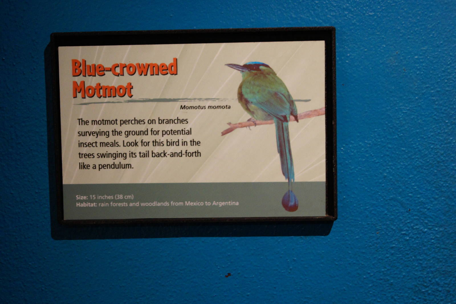 Blue Crowned Motmot Sign