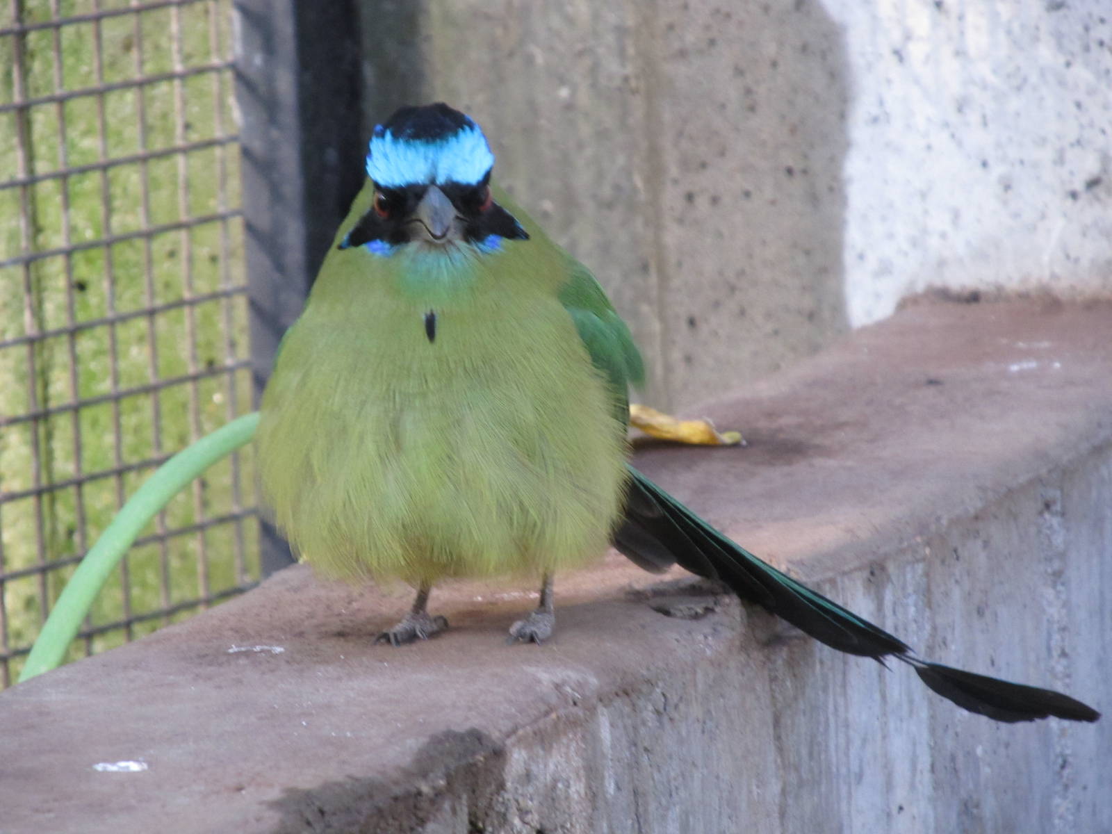 Blue-crowned Motmot