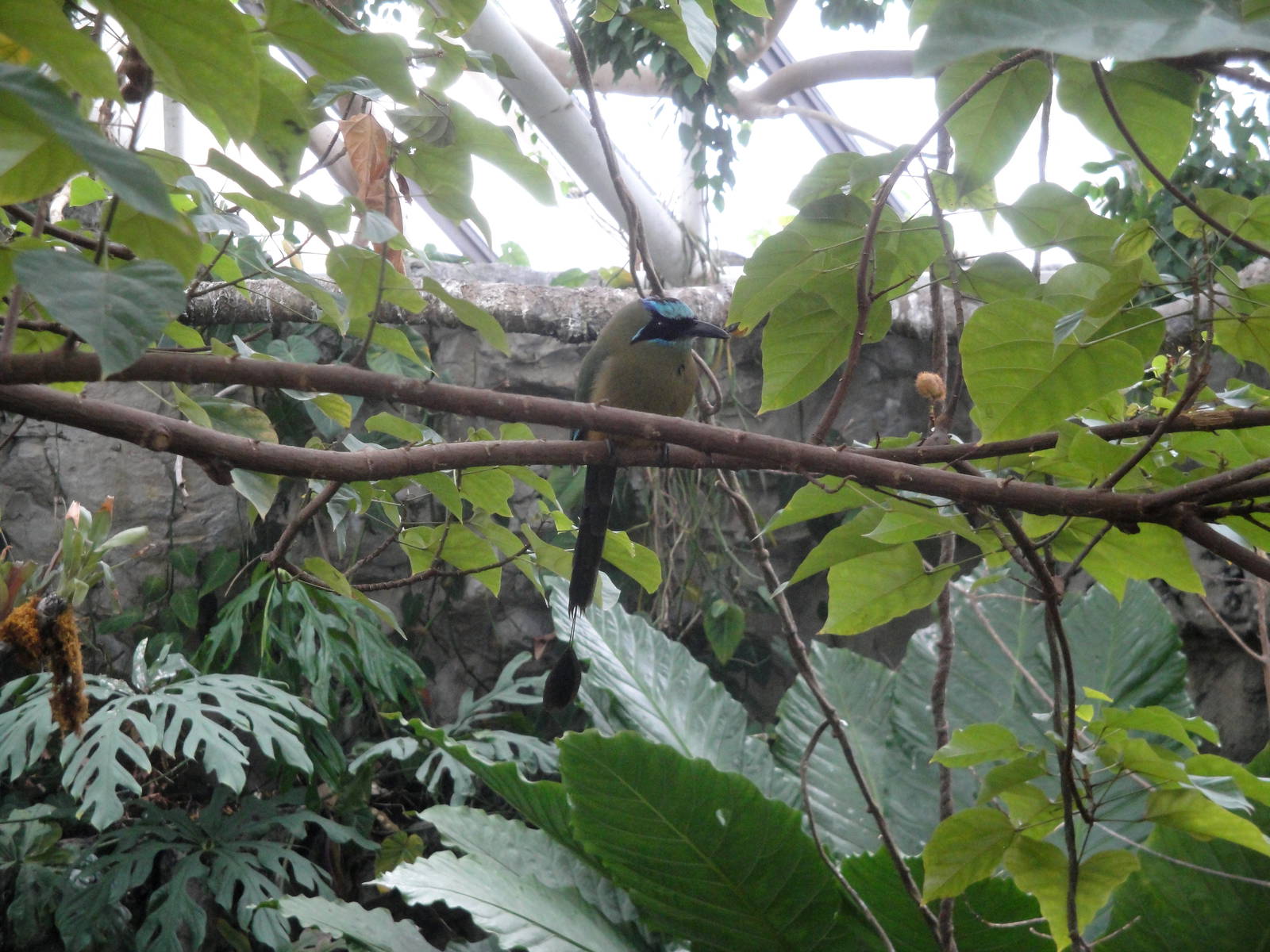 Blue-crowned Motmot