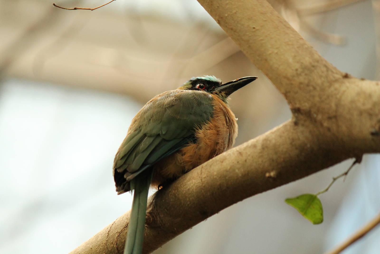 Blue-crowned Motmot