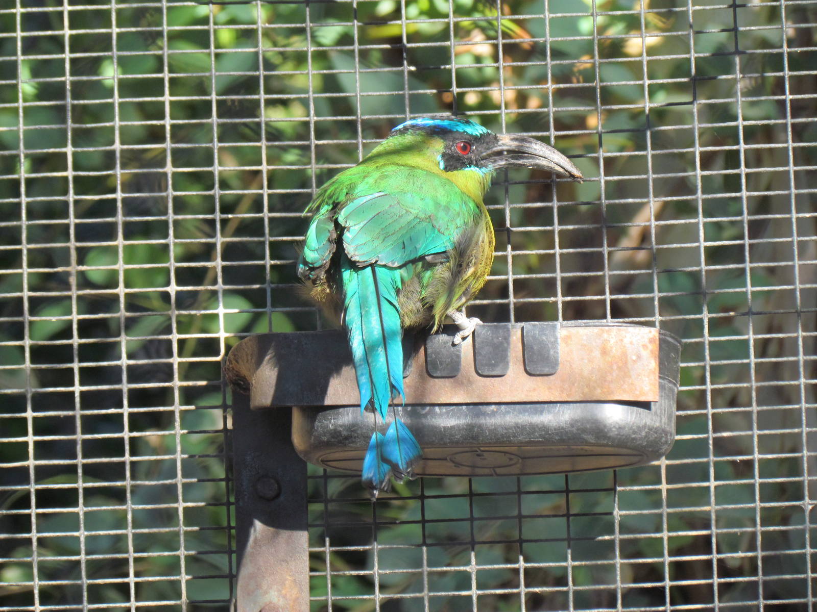 Blue-crowned Motmot