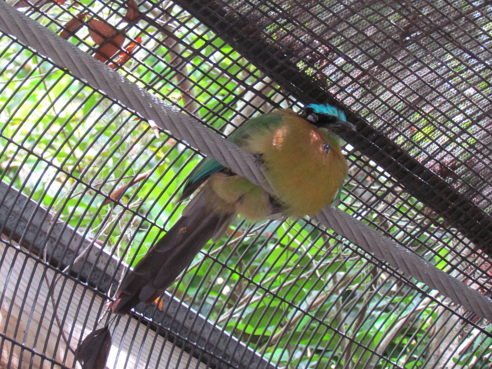 Blue-Crowned Motmot